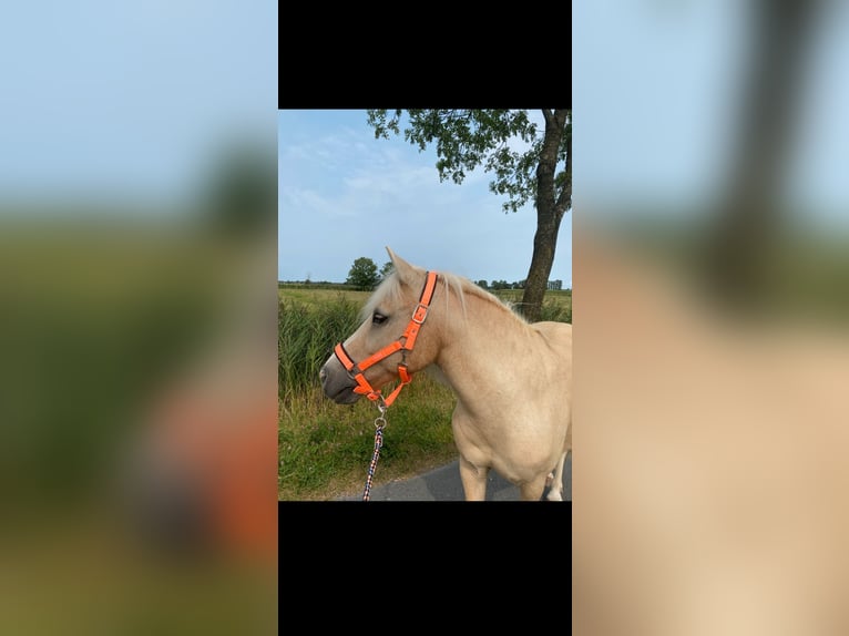 Welsh-B Wallach 25 Jahre 127 cm  in Wangerland Hohenkirchen