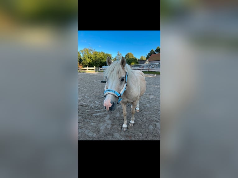 Welsh-B Wallach 25 Jahre 127 cm  in Wangerland Hohenkirchen