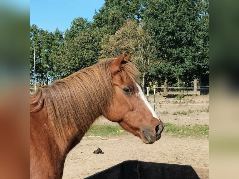 Welsh-B Mix Wallach 25 Jahre 130 cm Schecke in Handeloh
