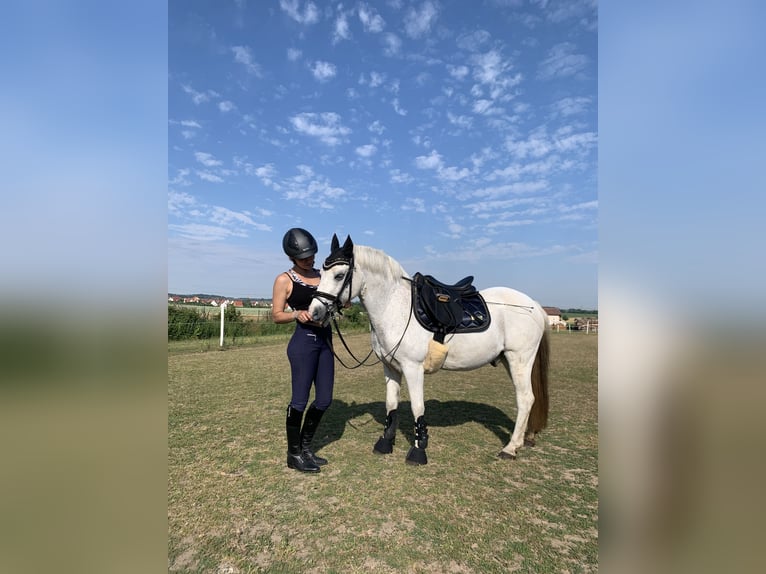 Welsh-B Wallach 27 Jahre 132 cm Blauschimmel in Stein bei N&#xFC;rnberg