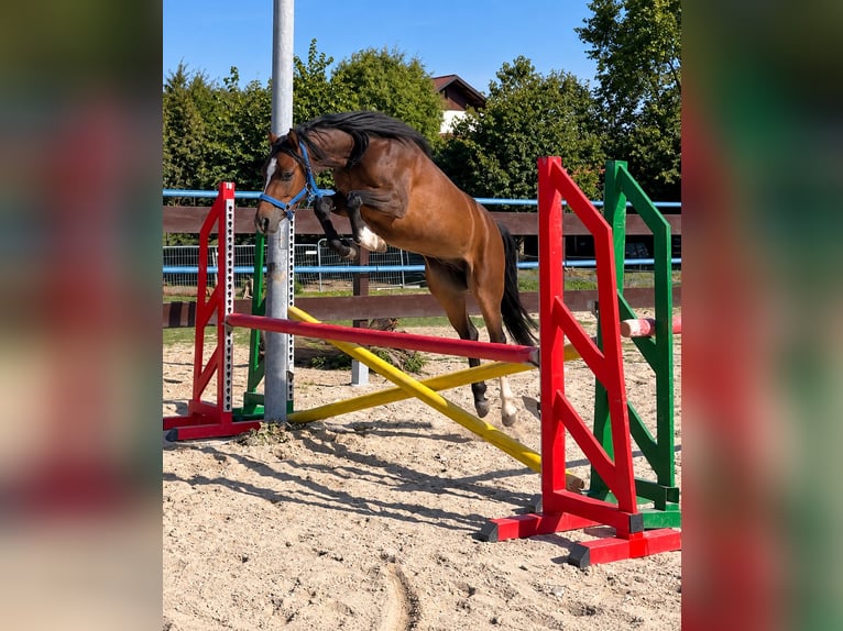 Welsh-B Wallach 2 Jahre 130 cm Brauner in Helpfau