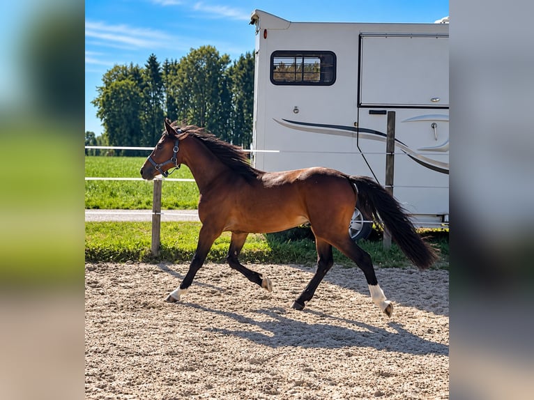 Welsh-B Wallach 2 Jahre 130 cm Brauner in Helpfau