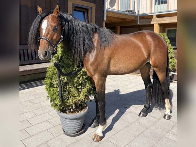 Welsh-B Wallach 2 Jahre 130 cm Brauner in Helpfau