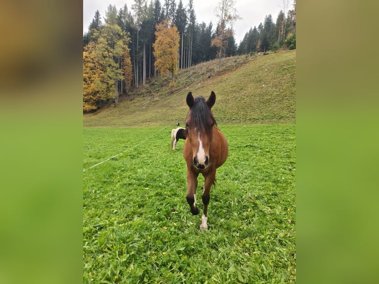 Welsh-B Wallach 2 Jahre 130 cm Schwarzbrauner in Ramsau am Dachstein
