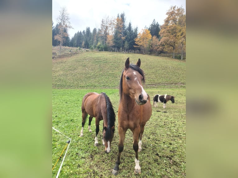 Welsh-B Wallach 2 Jahre 130 cm Schwarzbrauner in Ramsau am Dachstein