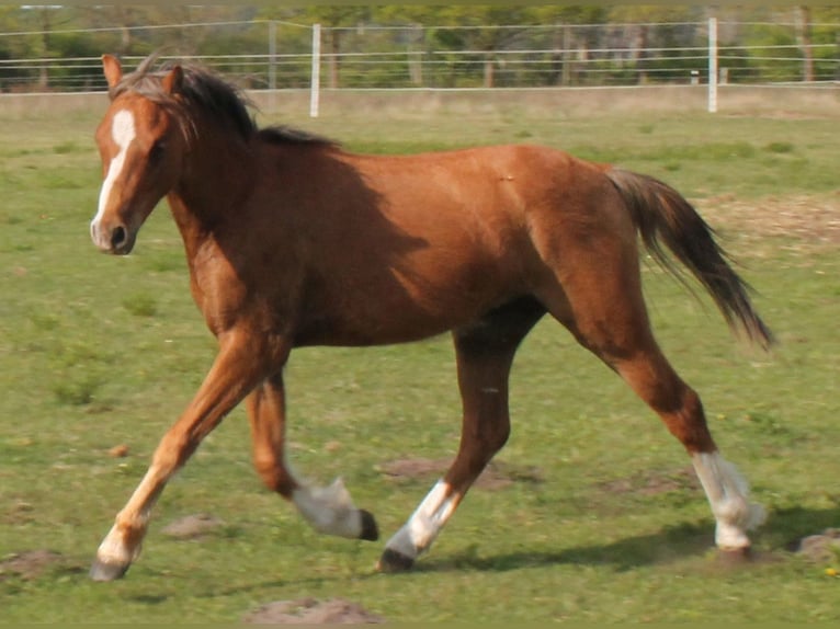 Welsh-B Wallach 2 Jahre 131 cm Fuchs in Vielank