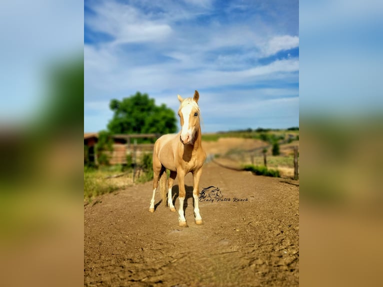 Welsh-B Wallach 2 Jahre 132 cm Palomino in Benton City