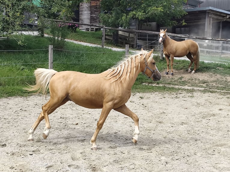 Welsh-B Mix Wallach 2 Jahre 135 cm Palomino in St. Ruprecht