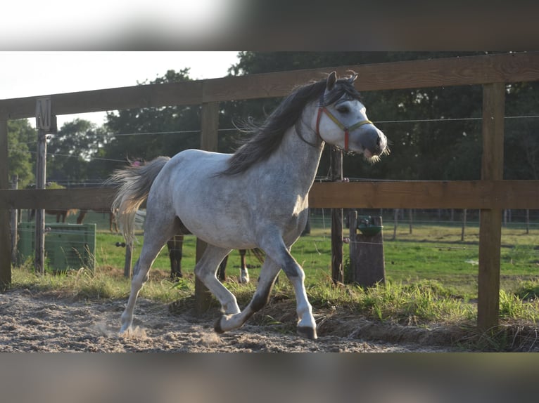 Welsh-B Wallach 3 Jahre 120 cm Schimmel in Achtmaal