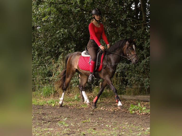 Welsh-B Wallach 3 Jahre 124 cm Dunkelbrauner in Boxtel