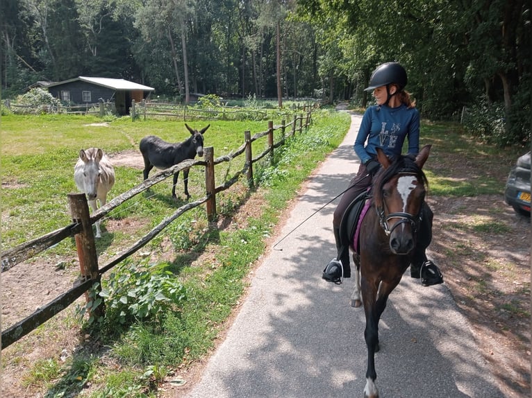 Welsh-B Wallach 3 Jahre 124 cm Dunkelbrauner in Boxtel