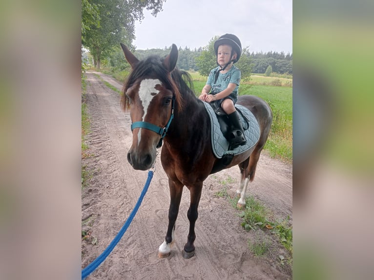 Welsh-B Wallach 3 Jahre 124 cm Dunkelbrauner in Boxtel