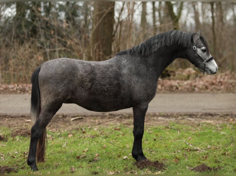 Welsh-B Wallach 3 Jahre 124 cm Schimmel in Aalten