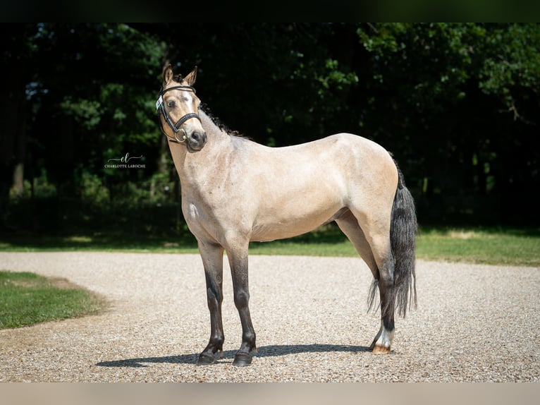 Welsh-B Wallach 3 Jahre 125 cm Falbe in GARGENVILLE