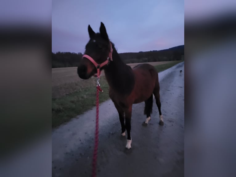 Welsh-B Wallach 3 Jahre 127 cm Brauner in Delligsen