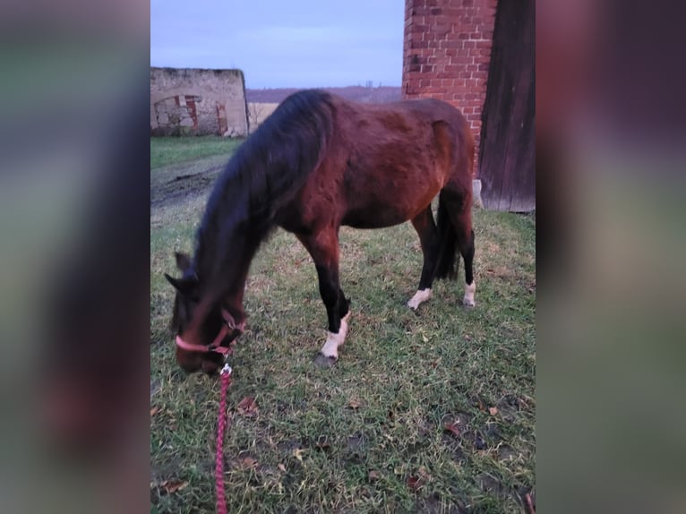 Welsh-B Wallach 3 Jahre 127 cm Brauner in Delligsen