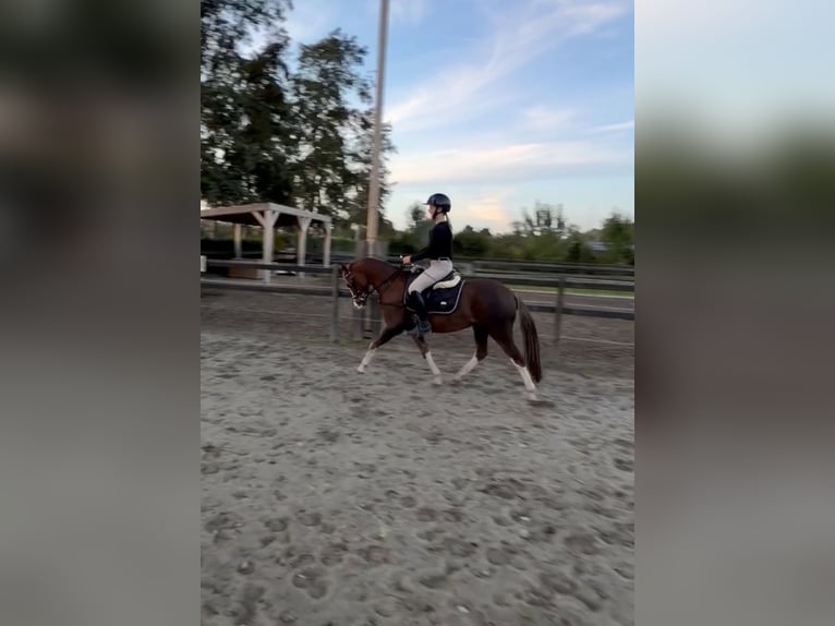 Welsh-B Wallach 3 Jahre 128 cm Dunkelfuchs in Veendam