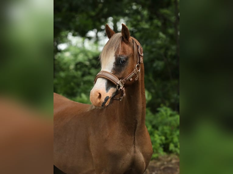 Welsh-B Wallach 3 Jahre 129 cm Fuchs in Aalten