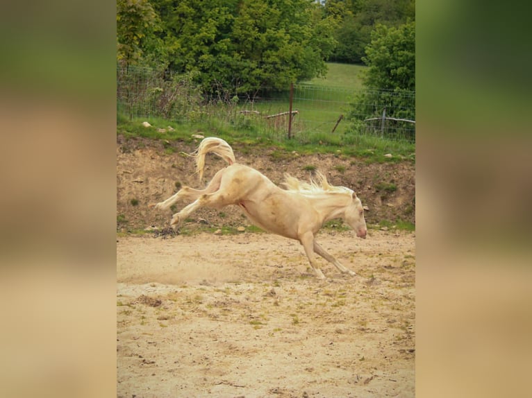 Welsh-B Wallach 3 Jahre 130 cm Cremello in Siedlęcin