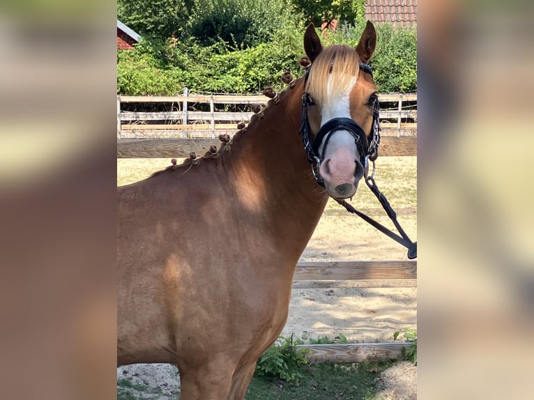 Welsh-B Wallach 3 Jahre 130 cm Fuchs in Berge
