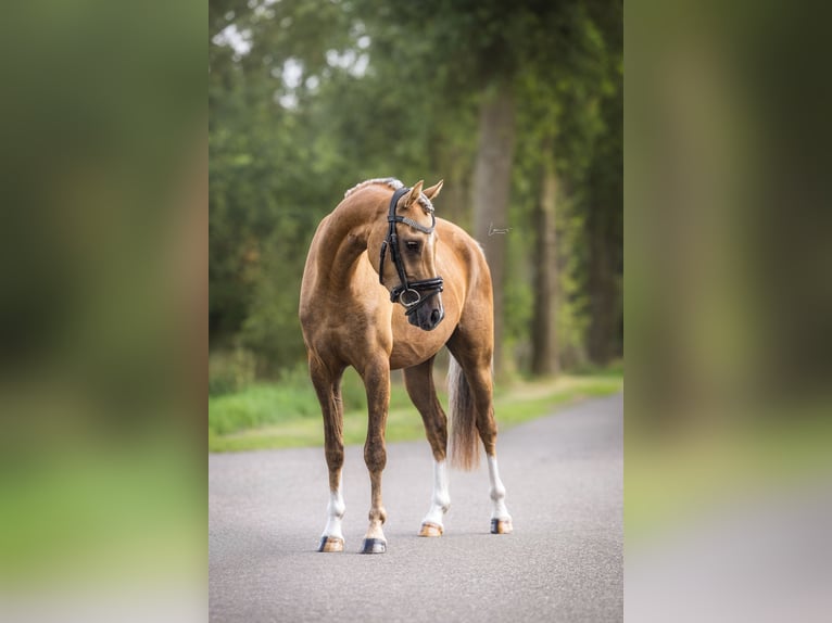 Welsh-B Wallach 3 Jahre 130 cm Palomino in Veendam