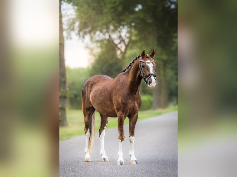 Welsh-B Wallach 3 Jahre 130 cm Palomino in Veendam