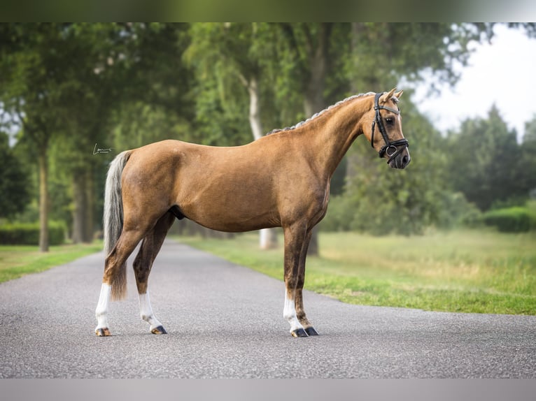 Welsh-B Wallach 3 Jahre 130 cm Palomino in Veendam
