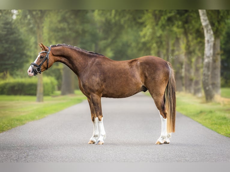 Welsh-B Wallach 3 Jahre 130 cm Palomino in Veendam