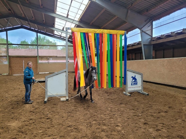 Welsh-B Wallach 3 Jahre 130 cm Rotbrauner in Roßhaupten