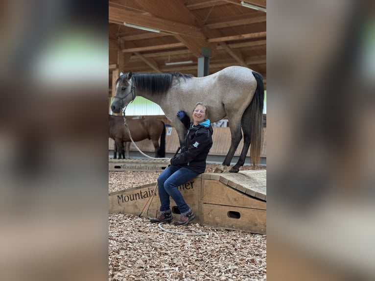Welsh-B Wallach 3 Jahre 130 cm Rotbrauner in Roßhaupten