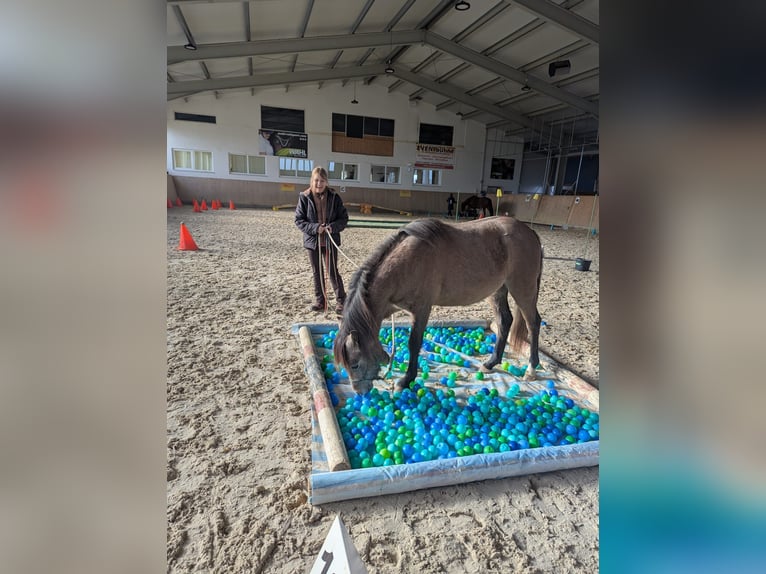Welsh-B Wallach 3 Jahre 130 cm Rotbrauner in Roßhaupten