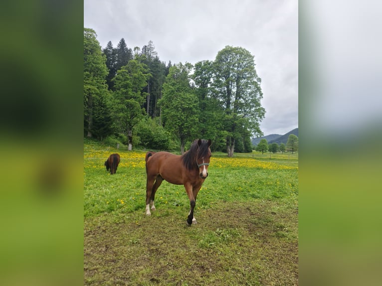 Welsh-B Wallach 3 Jahre 130 cm Schwarzbrauner in Ramsau am Dachstein