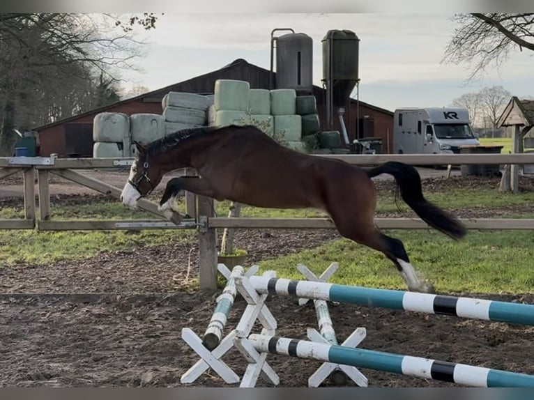 Welsh-B Wallach 3 Jahre 131 cm Brauner in Aalten