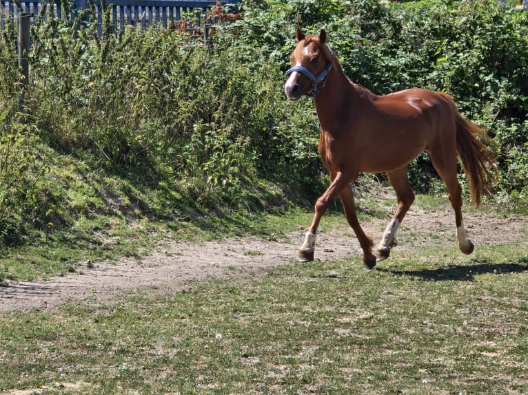 Welsh-B Wallach 3 Jahre 133 cm Fuchs in Niederzier