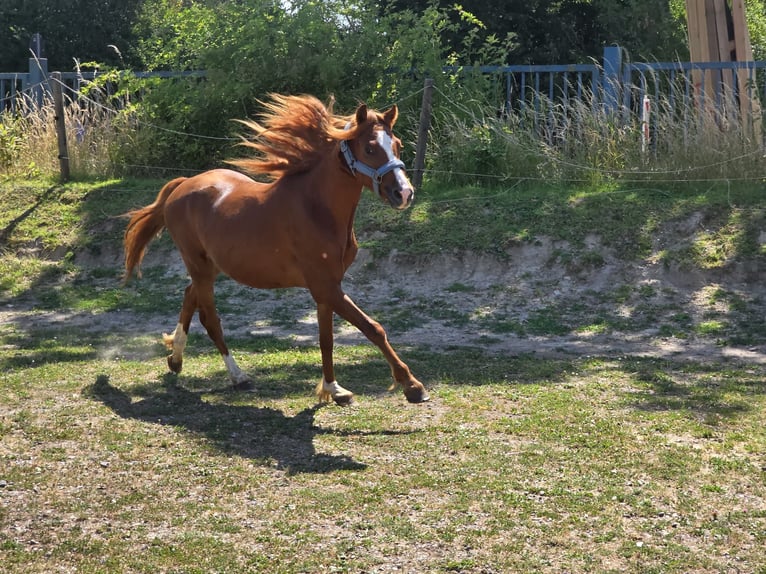 Welsh-B Wallach 3 Jahre 133 cm Fuchs in Niederzier