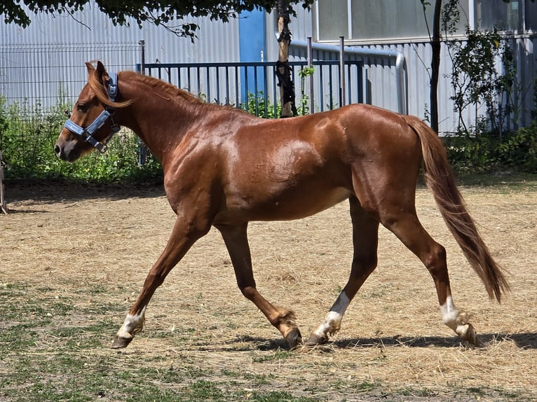 Welsh-B Wallach 3 Jahre 133 cm Fuchs in Niederzier