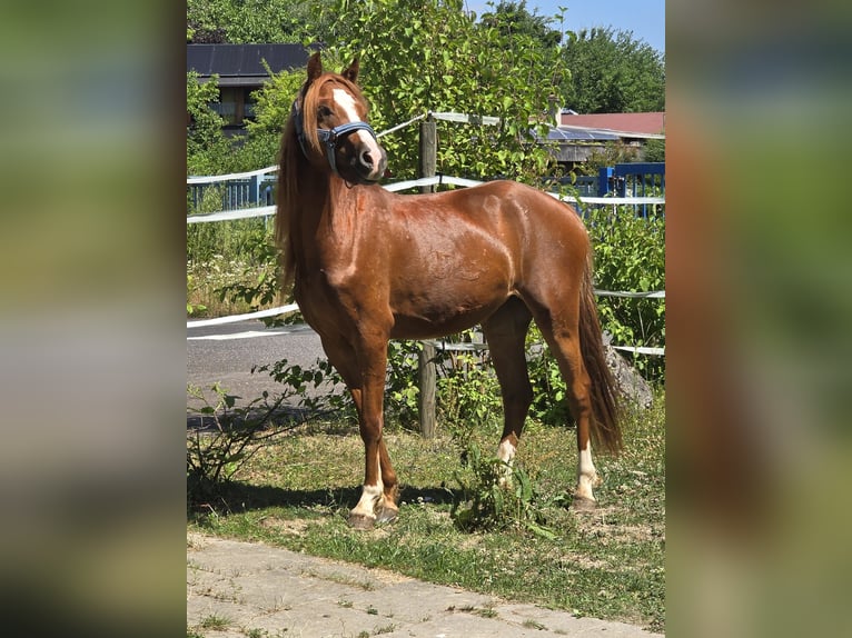 Welsh-B Wallach 3 Jahre 133 cm Fuchs in Niederzier