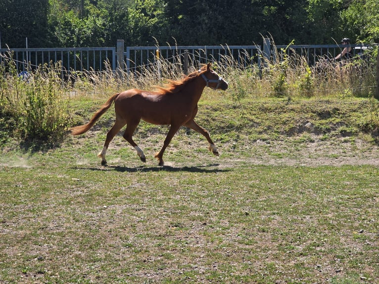 Welsh-B Wallach 3 Jahre 133 cm Fuchs in Niederzier