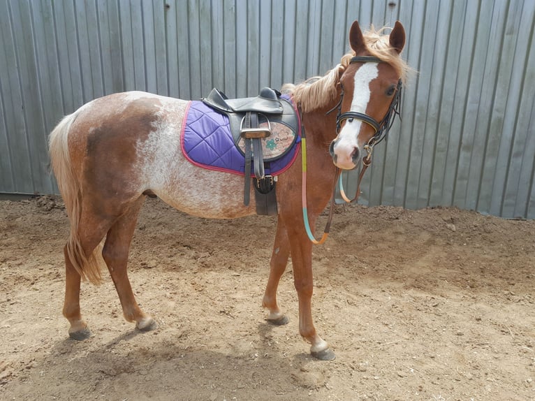 Welsh-B Wallach 3 Jahre 134 cm Rabicano in Niederzier