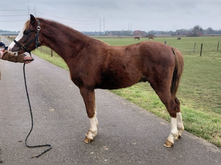 Welsh-B Wallach 3 Jahre 135 cm Fuchs in Etten