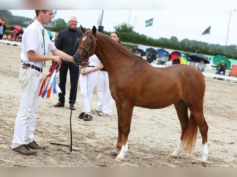 Welsh-B Wallach 3 Jahre 135 cm Fuchs in Waterlandkerkje
