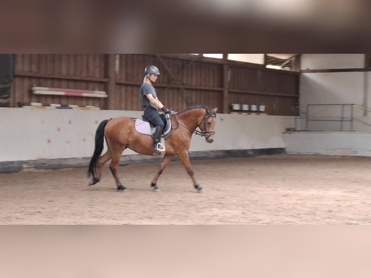 Welsh-B Wallach 3 Jahre 136 cm Brauner in Ebersbach an der Fils