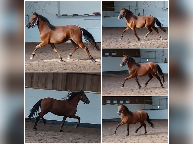 Welsh-B Wallach 3 Jahre 136 cm Brauner in Ebersbach an der Fils
