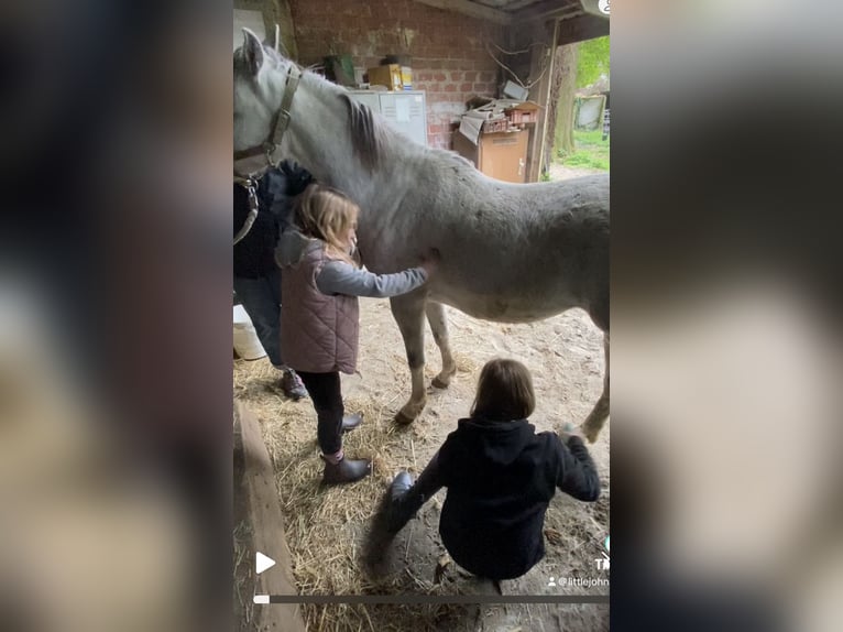 Welsh-B Wallach 3 Jahre 136 cm Schimmel in Haltern am See