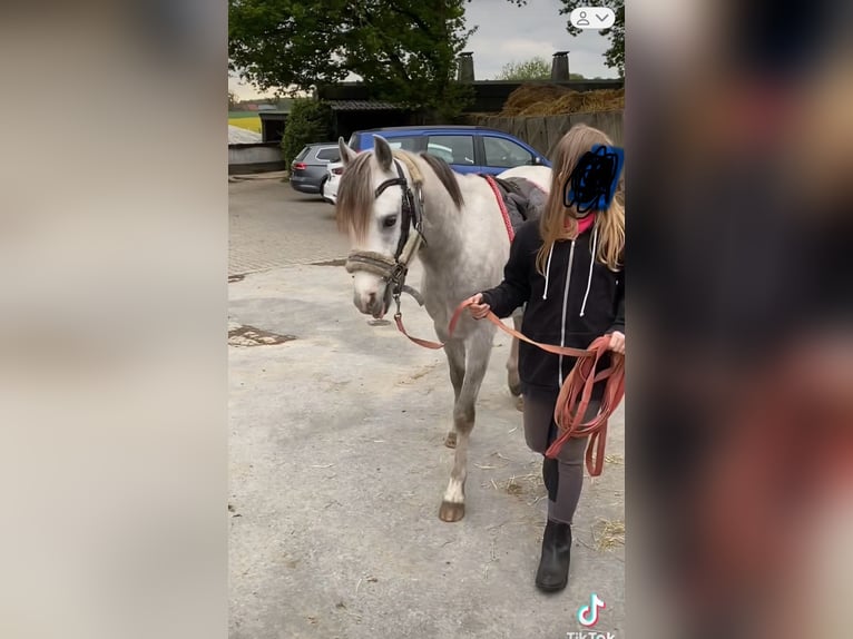 Welsh-B Wallach 3 Jahre 136 cm Schimmel in Haltern am See