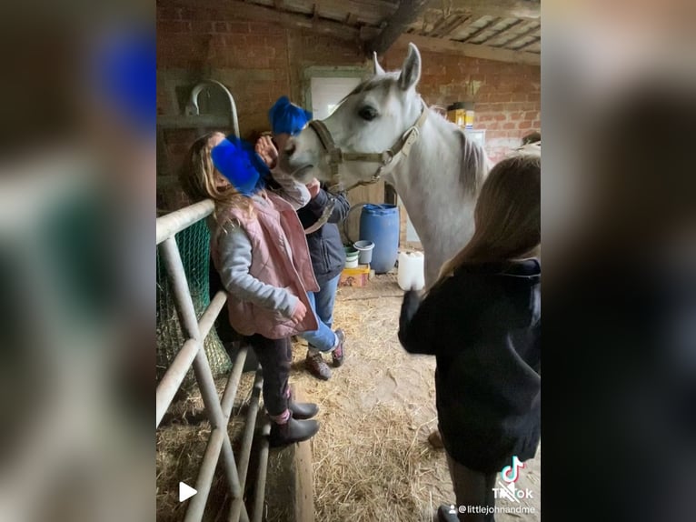Welsh-B Wallach 3 Jahre 136 cm Schimmel in Haltern am See