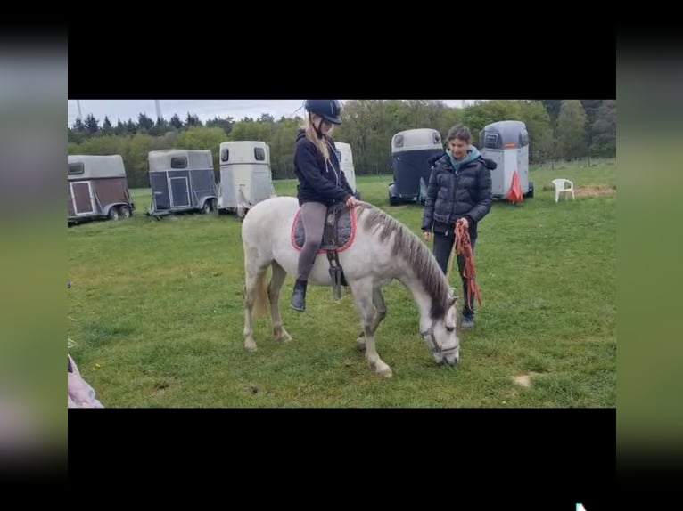 Welsh-B Wallach 3 Jahre 136 cm Schimmel in Haltern am See