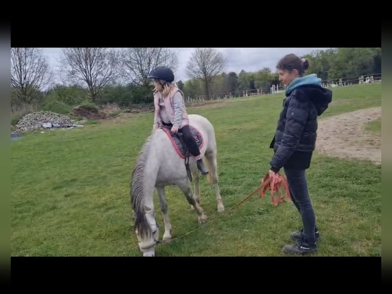 Welsh-B Wallach 3 Jahre 136 cm Schimmel in Haltern am See