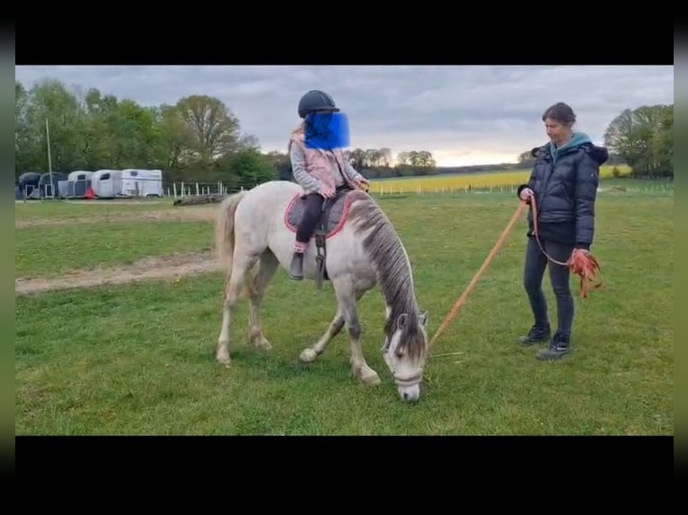 Welsh-B Wallach 3 Jahre 136 cm Schimmel in Haltern am See