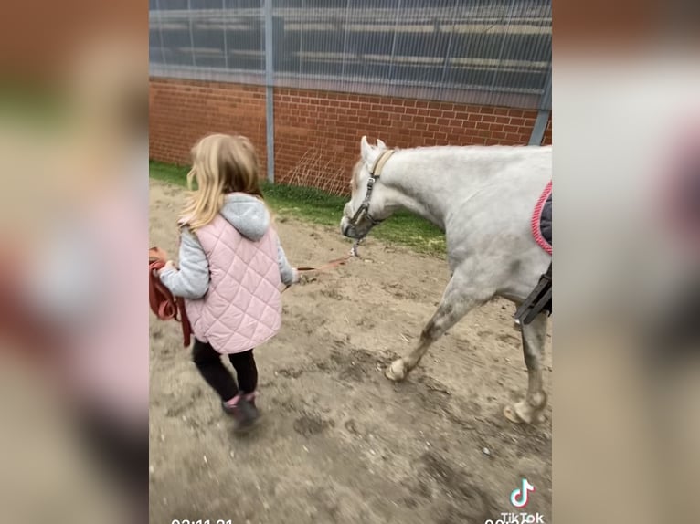 Welsh-B Wallach 3 Jahre 136 cm Schimmel in Haltern am See